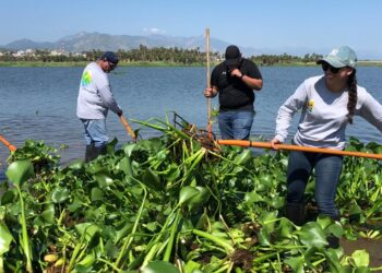 Continúa Dirección de Ecología y Medio Ambiente con el retiro de lirio en el Estero Josefino