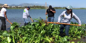 Continúa Dirección de Ecología y Medio Ambiente con el retiro de lirio en el Estero Josefino