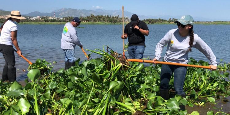 Continúa Dirección de Ecología y Medio Ambiente con el retiro de lirio en el Estero Josefino