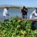 Continúa Dirección de Ecología y Medio Ambiente con el retiro de lirio en el Estero Josefino