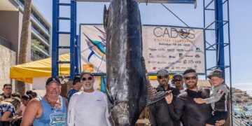 Grandes especímenes en el torneo de pesca “Los Cabos Billfish”