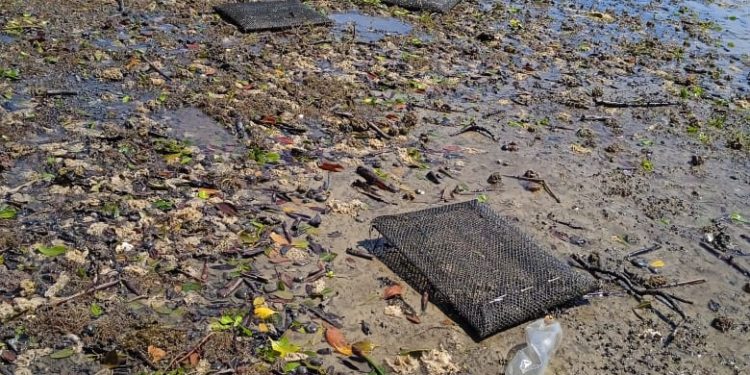 DAÑOS POR HURACÁN “KAY” EN SECTOR ACUÍCOLA DE COMONDÚ ASCIENDEN A MÁS DE 12 MDP