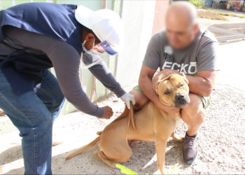 SE EFECTÚA EN BCS LA JORNADA DE VACUNACIÓN CANINA Y FELINA ANTIRRÁBICA