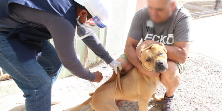 SE EFECTÚA EN BCS LA JORNADA DE VACUNACIÓN CANINA Y FELINA ANTIRRÁBICA