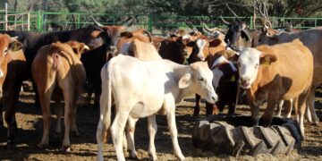 IMPULSARÁ SEPADA EN EL 2023, PROYECTOS ESTRATÉGICOS DE IMPACTO COMUNITARIO