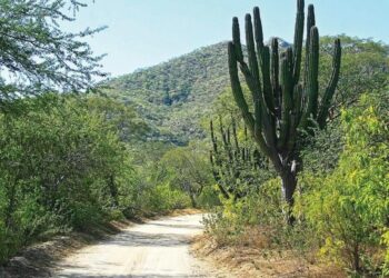 El Gobierno de México y la Secretaría de Turismo de México con el Gobierno del Estado de BCS a través de la Secretaría de Turismo y Economía