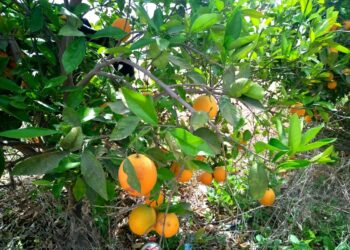 REGISTRA BAJA CALIFORNIA SUR AUMENTO EN LA PRODUCCIÓN DE NARANJA EN EL 2022