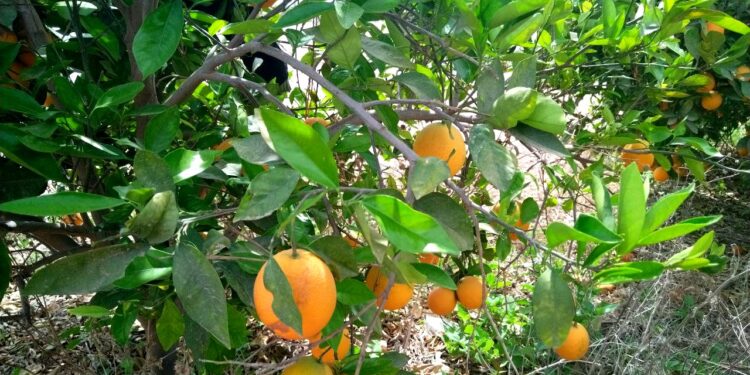 REGISTRA BAJA CALIFORNIA SUR AUMENTO EN LA PRODUCCIÓN DE NARANJA EN EL 2022