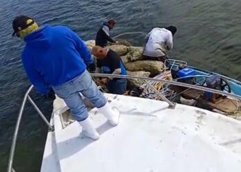 En operativo decembrino, son devueltas 15 toneladas de almeja catarina al mar en Comondú