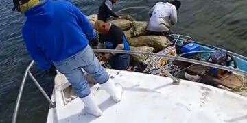 En operativo decembrino, son devueltas 15 toneladas de almeja catarina al mar en Comondú