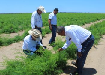 IMPULSA SEPADA PROYECTOS ESTRATEGICOS A TRAVÉS DE ORGANIZACIÓN DE PRODUCTORE