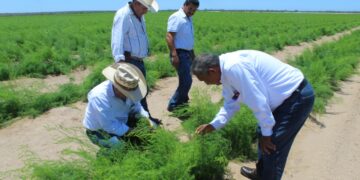 IMPULSA SEPADA PROYECTOS ESTRATEGICOS A TRAVÉS DE ORGANIZACIÓN DE PRODUCTORE