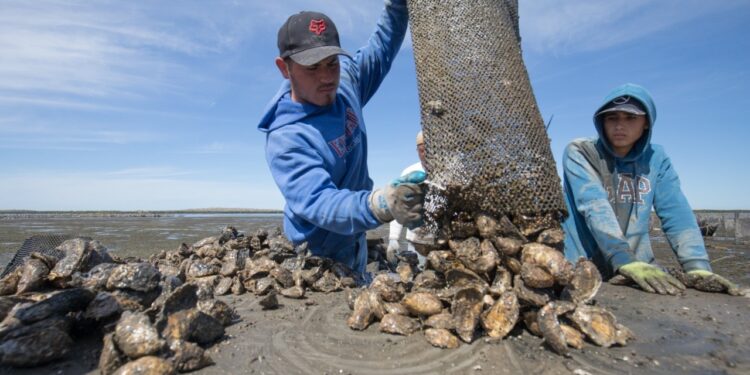 ENTREGA GOBIERNO DEL ESTADO 400 MIL SEMILLAS DE OSTIÓN A UNIONES ACUÍCOLAS DE COMONDÚ