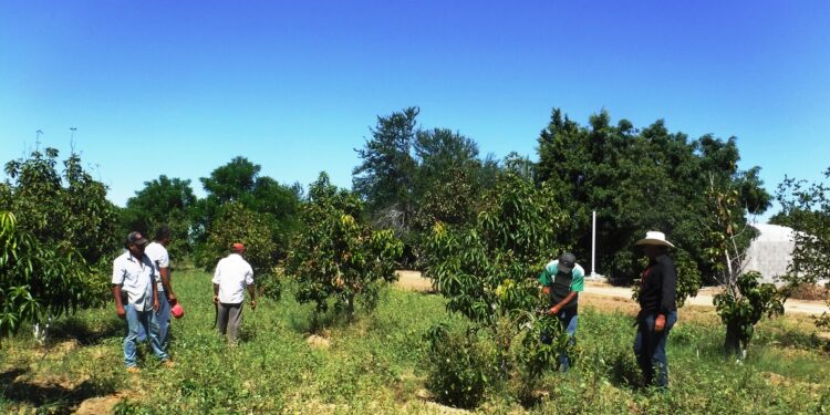 CERRARÁ CEPROVEG CON PRODUCCIÓN                       DE MÁS DE 20 MIL PLANTAS EL 2022