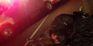 Lunes 26 de Diciembre del 2022 hoy por la noche se registró accidente tipo choque contra semovientes