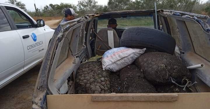 Continúa FONMAR trabajo interinstitucional para vigilar respeto a veda de almeja catarina