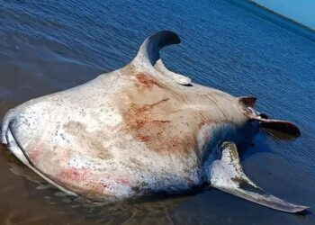 🚨🚔Reportan tiburón Ballena sin vida cerca de CICIMAR.