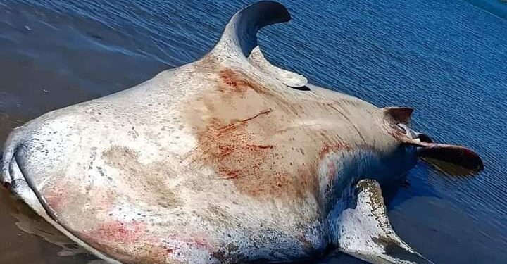 🚨🚔Reportan tiburón Ballena sin vida cerca de CICIMAR.