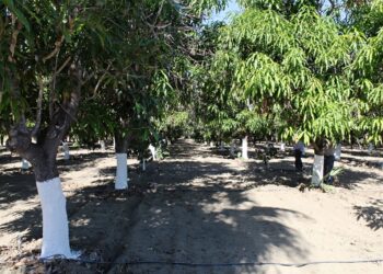 CULTIVO DEL MANGO, PROYECTO ESTRATÉGICO DE RECONVERSIÓN PRODUCTIVA EN BCS