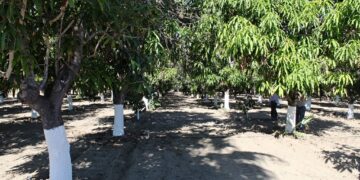 CULTIVO DEL MANGO, PROYECTO ESTRATÉGICO DE RECONVERSIÓN PRODUCTIVA EN BCS