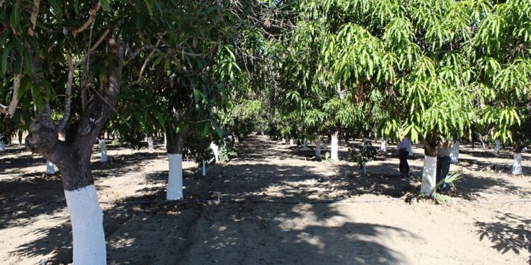 CULTIVO DEL MANGO, PROYECTO ESTRATÉGICO DE RECONVERSIÓN PRODUCTIVA EN BCS
