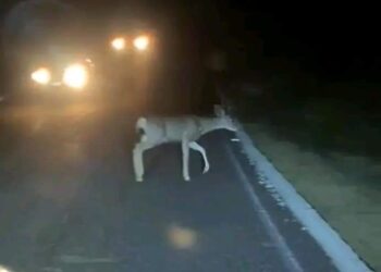 Captan ejemplares juveniles de venado Bura que han estado cruzando la carretera transpeninsular y se han desorientados por la luces de los vehículos…