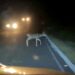 Captan ejemplares juveniles de venado Bura que han estado cruzando la carretera transpeninsular y se han desorientados por la luces de los vehículos…