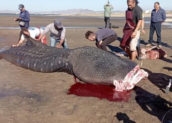 Biólogos realizan cortes para realizar estudios al tiburón Ballena que se reportó sin vida esta mañana frente a CICIMAR; se trató de un ejemplar de aproximadamente 5 años de edad