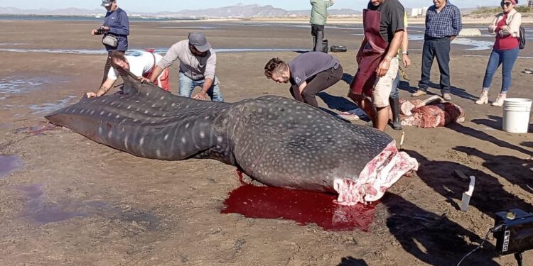 Biólogos realizan cortes para realizar estudios al tiburón Ballena que se reportó sin vida esta mañana frente a CICIMAR; se trató de un ejemplar de aproximadamente 5 años de edad