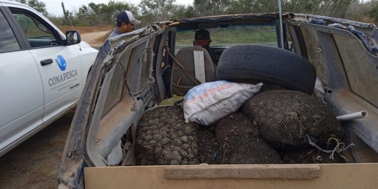 Continúa FONMAR trabajo interinstitucional para vigilar respeto a veda de almeja catarina