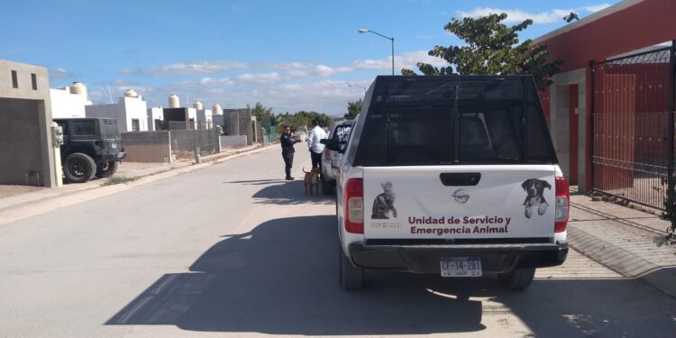 Durante el año la Policía Municipal de La Paz