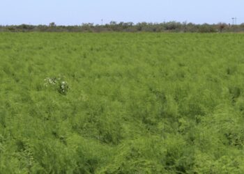 EVALÚA SEPADA AFECTACIONES POR BAJAS TEMPERATURAS EN CULTIVOS