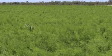 EVALÚA SEPADA AFECTACIONES POR BAJAS TEMPERATURAS EN CULTIVOS