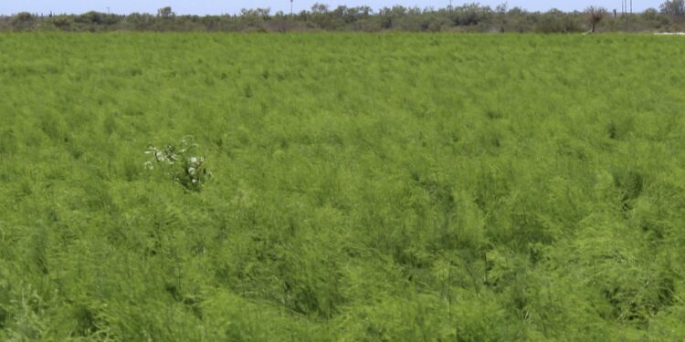 EVALÚA SEPADA AFECTACIONES POR BAJAS TEMPERATURAS EN CULTIVOS