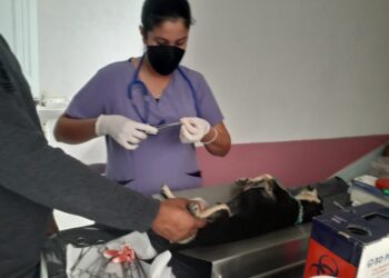 Participa activamente la Coordinación de Vinculación y Prevención en campaña de esterilización canina y felina en la subdelegación de Puerto Chale La Coordinación de Vinculación y Prevención, de la Dirección General de Seguridad Pública