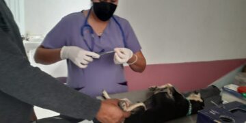 Participa activamente la Coordinación de Vinculación y Prevención en campaña de esterilización canina y felina en la subdelegación de Puerto Chale La Coordinación de Vinculación y Prevención, de la Dirección General de Seguridad Pública