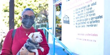 SECRETARÍA DE SALUD ESTERILIZÓ MÁS DE 10 MIL PERROS Y GATOS DURANTE 2022•