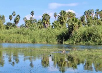 Buscamos salvaguardar el agua del Estero Josefino’’: II regidora Irene Galindo Román