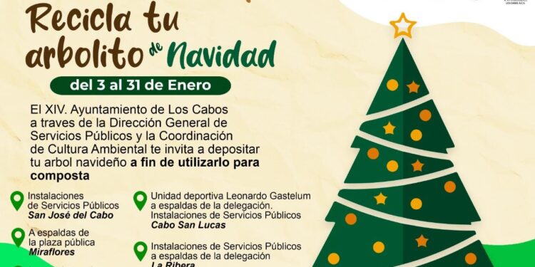 Evitemos contaminar con el árbol de navidad; hay 5 centros de acopio en Los Cabos