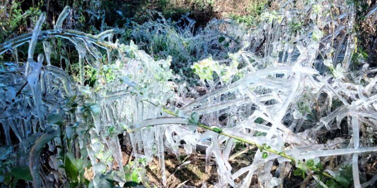EVALÚAN POSIBLES AFECTACIONES EN CULTIVOS POR BAJAS TEMPERATURAS