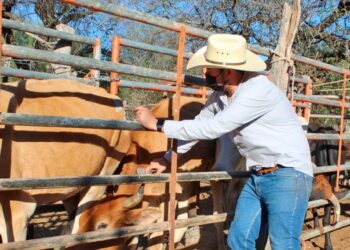 LLAMA SEPADA A PRODUCTORES PECUARIOS A FORTALECER EL BUEN MANEJO DEL HATO GANADERO