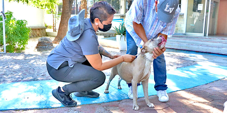 EN BCS ES PERMANENTE LA VIGILANCIA EPIDEMIOLÓGICA POR RABIA