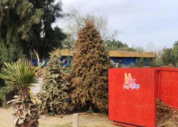 Concluye este 28 de febrero la recepción de árboles de navidad en el Eco Parque