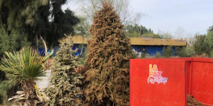 Concluye este 28 de febrero la recepción de árboles de navidad en el Eco Parque