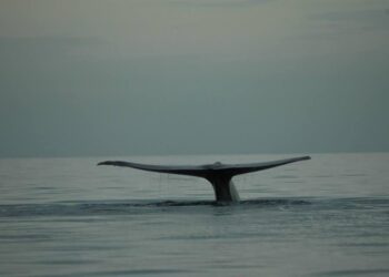 Atienden tres órdenes de gobierno, solicitud de permisos para avistamiento de ballena azul en Loreto
