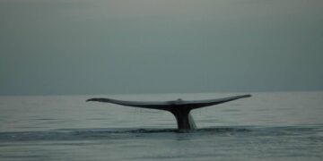 Atienden tres órdenes de gobierno, solicitud de permisos para avistamiento de ballena azul en Loreto