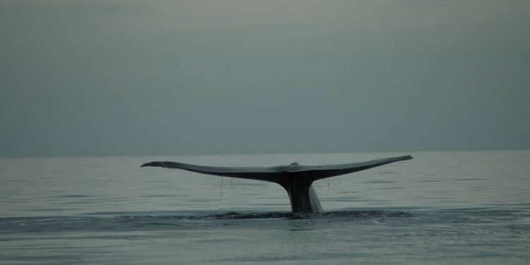Atienden tres órdenes de gobierno, solicitud de permisos para avistamiento de ballena azul en Loreto