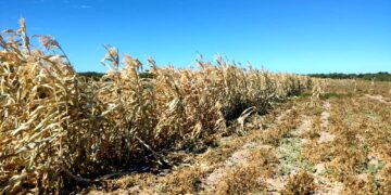 CONFIRMA SEPADA AFECTACIONES EN CULTIVOS DEL MUNICIPIO DE LA PAZ Y VSD POR BAJAS TEMPERATURAS