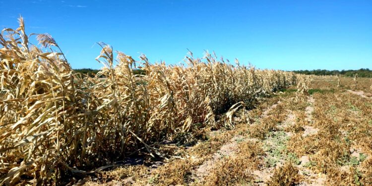 CONFIRMA SEPADA AFECTACIONES EN CULTIVOS DEL MUNICIPIO DE LA PAZ Y VSD POR BAJAS TEMPERATURAS