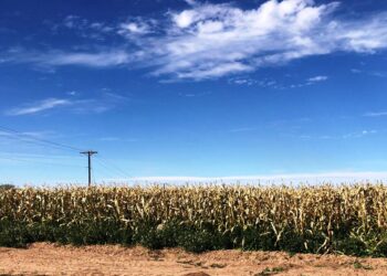 REPORTA SEPADA AFECTACIÓN EN CULTIVOS DE MAÍZ Y GARBANZO EN COMONDÚ, POR BAJAS TEMPERATURAS